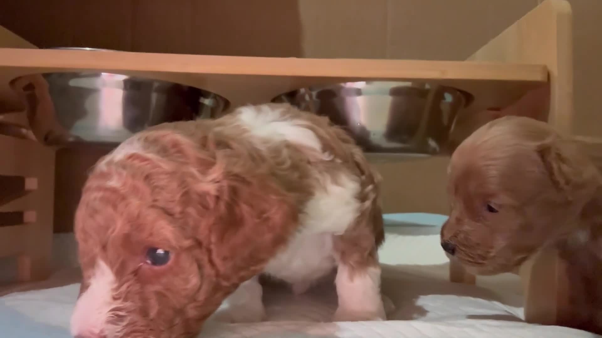 Cockapoo dogs for sale: Toy Poodle x Cockapoo Puppies Family Raised in Hayes - Video 1