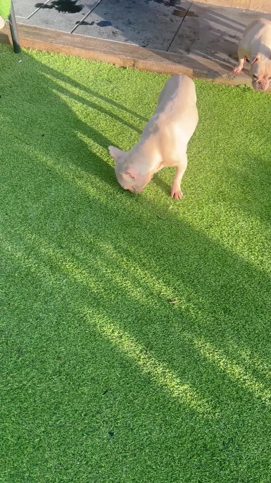 French Bulldog dogs for sale: Ebou x from highly tested Parents - Video 3
