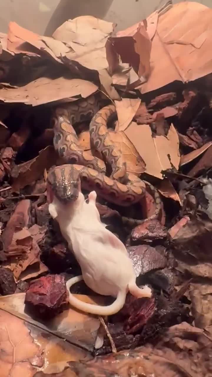 Boa Snake reptiles for sale: Brazilian rainbow boa - Video 1