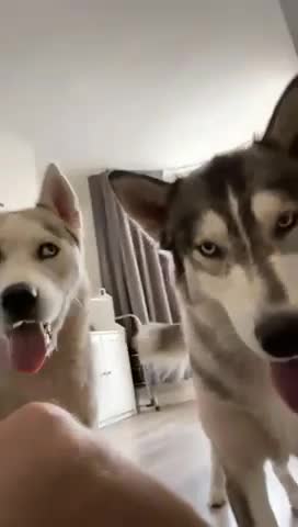 Siberian Husky dogs for stud: PROVEN KC Registered Siberian Husky Stud ONLY in Solihull - Video 3