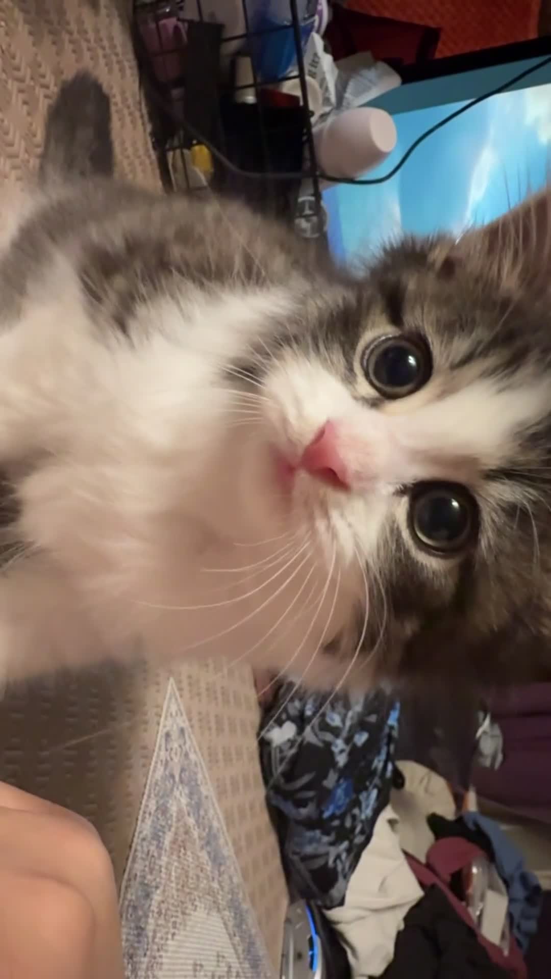 Mixed Breed cats for sale: Last kitten available  - Video 2