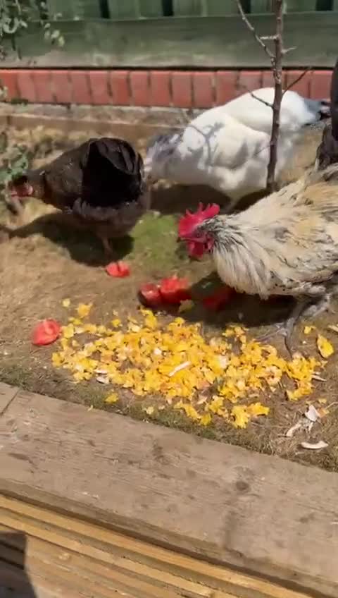 Chickens poultry for sale: Chicks for sale plus hatching eggs for sale  in Romsey - Video 1
