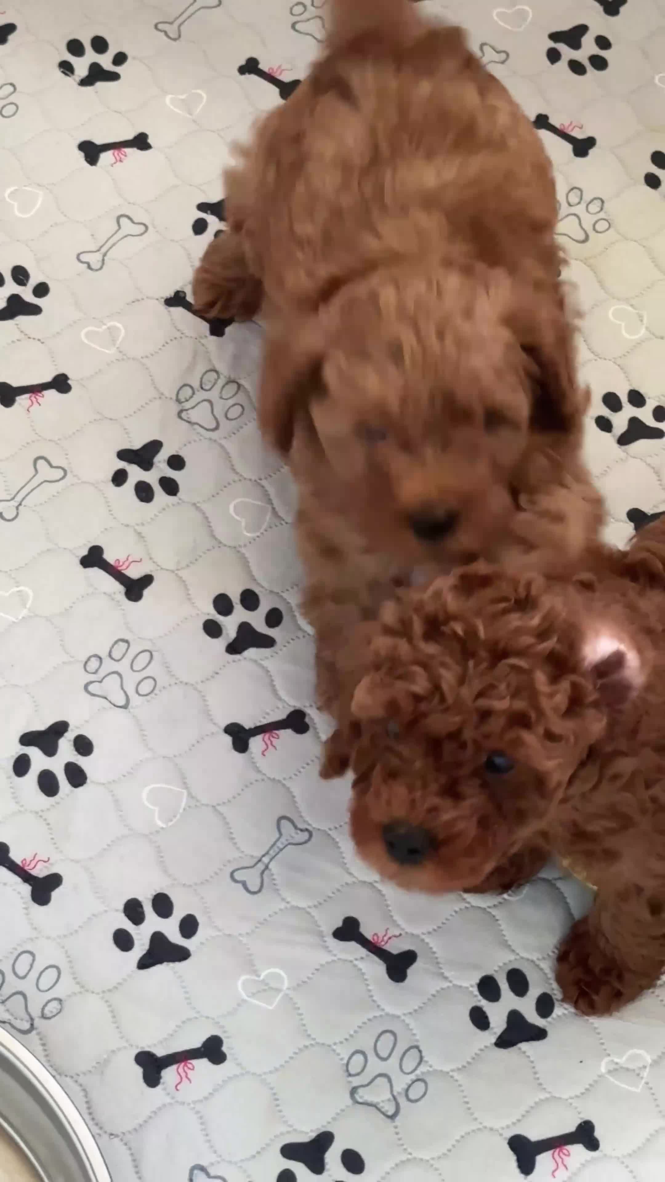 Cavapoo dogs for sale: PREMIUM TEDDY TOY CAVAPOOS READY FOR FOREVER HOMES - Video 3
