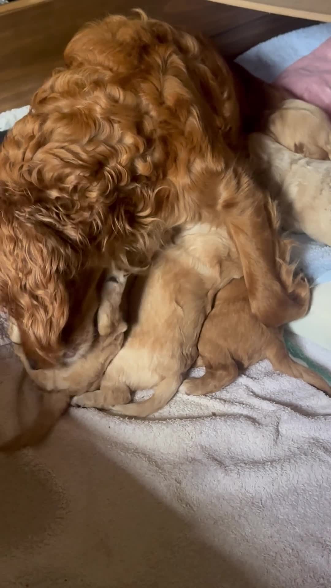 Cockapoo dogs for sale: Cockapoo pups x 4  in Hamilton - Video 4