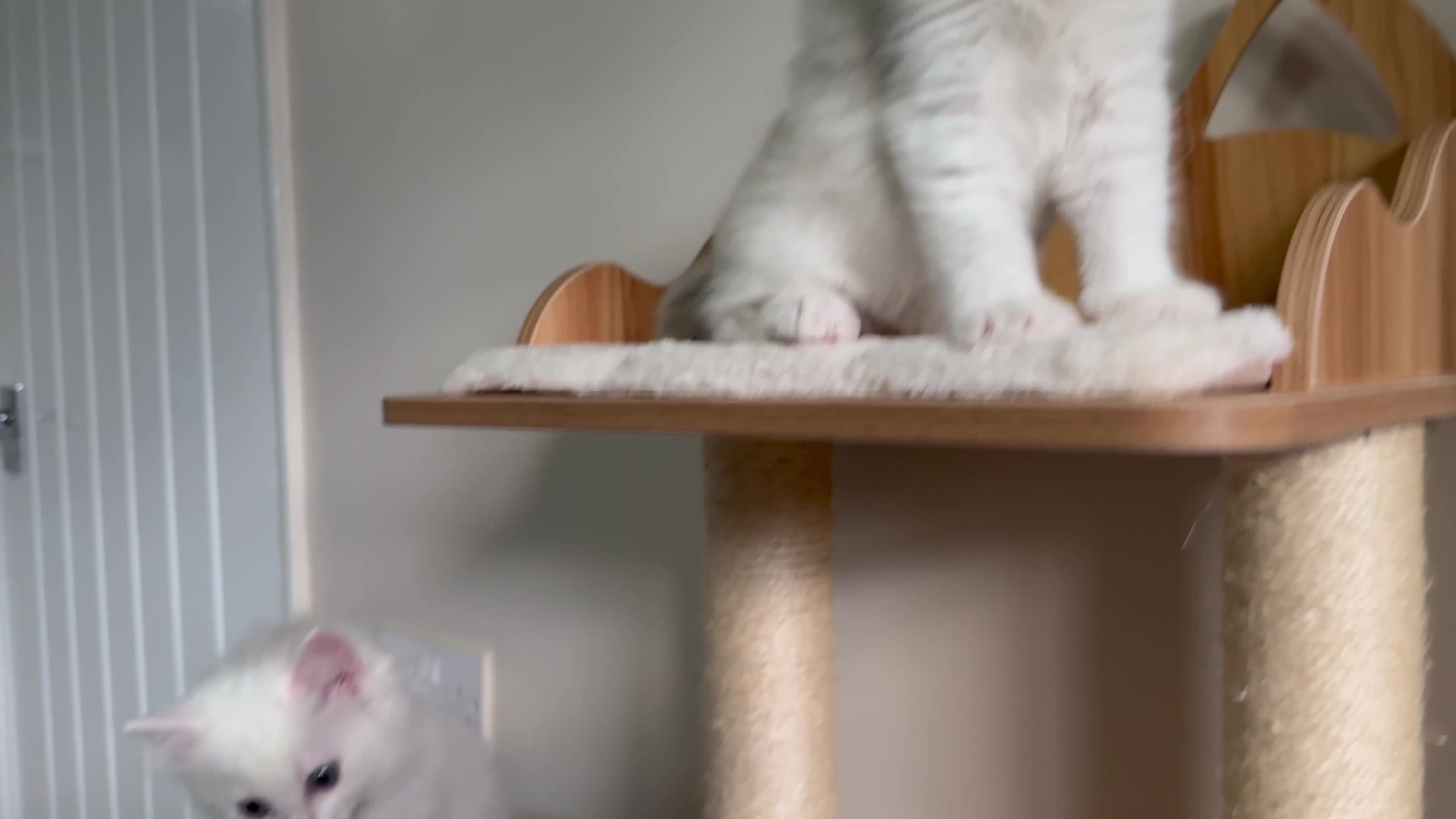 Ragdoll cats for sale: Beautiful fluffy ragdoll kittens - Video 1