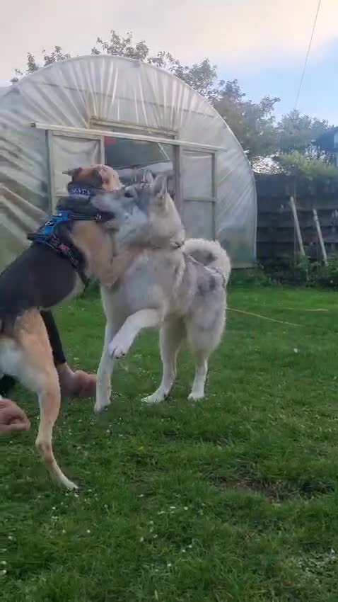 Mixed Breed dogs for adoption: JACK - FOR ADOPTION IN CORNWALL OR DEVON - Video 2