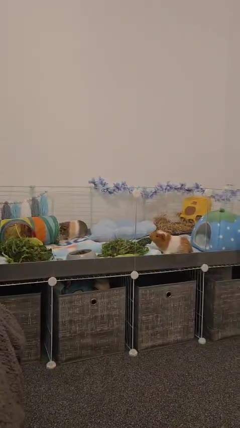 Guinea Pig rodents for sale: Duke & Patrick  in Caldicot - Video 2