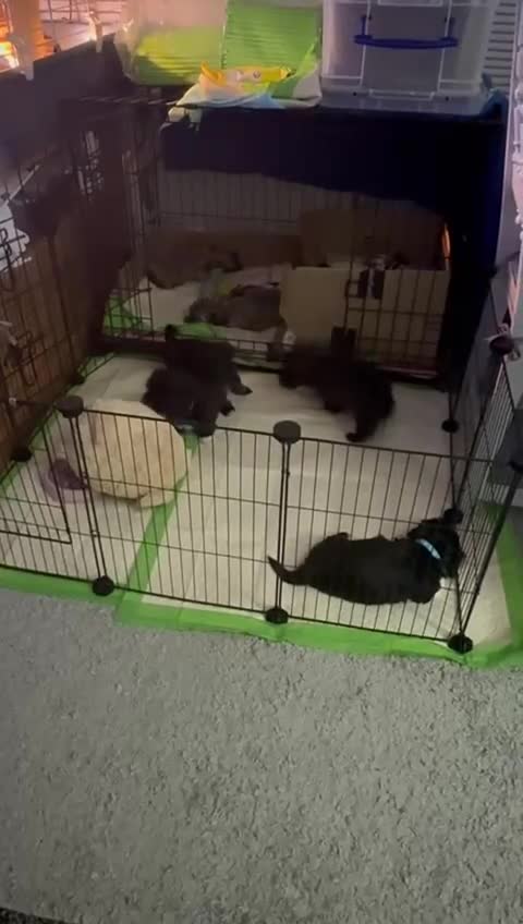 Malshi dogs for sale: Beautiful malshi puppies  - Video 4