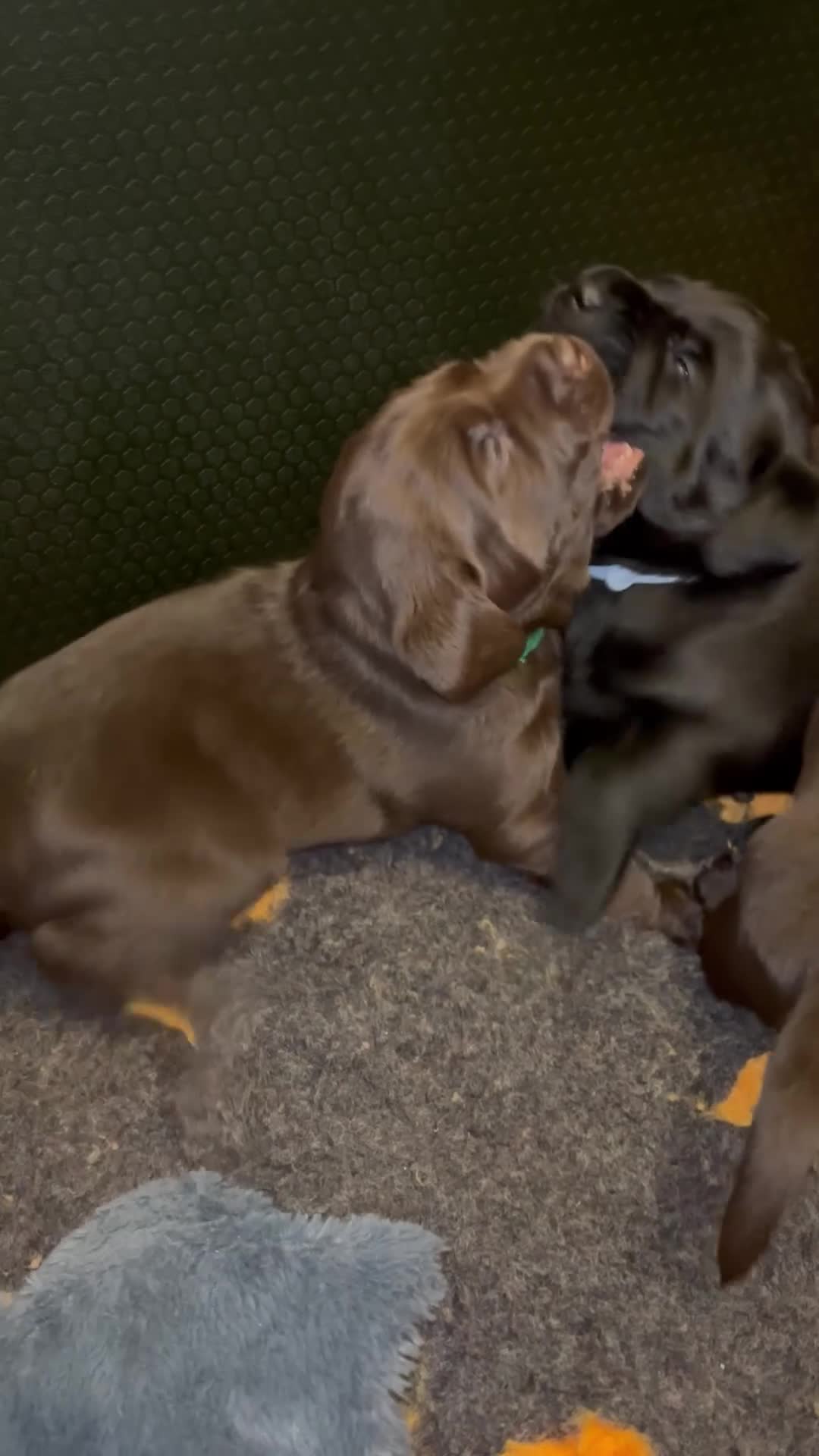 Labrador Retriever dogs for sale: Stunning Chocolate Labrador Puppies  - Video 2