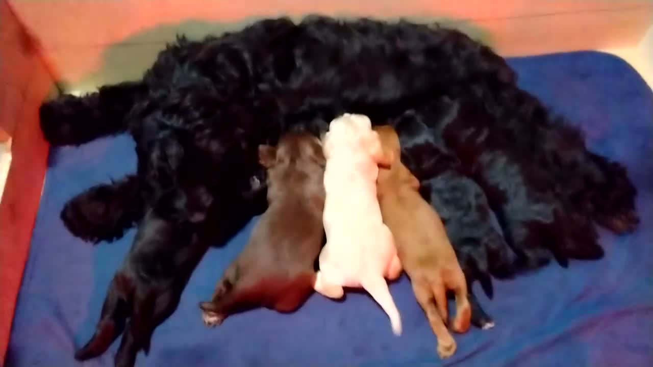 Cockapoo dogs for sale: Beautiful cockapoo puppies  - Video 1