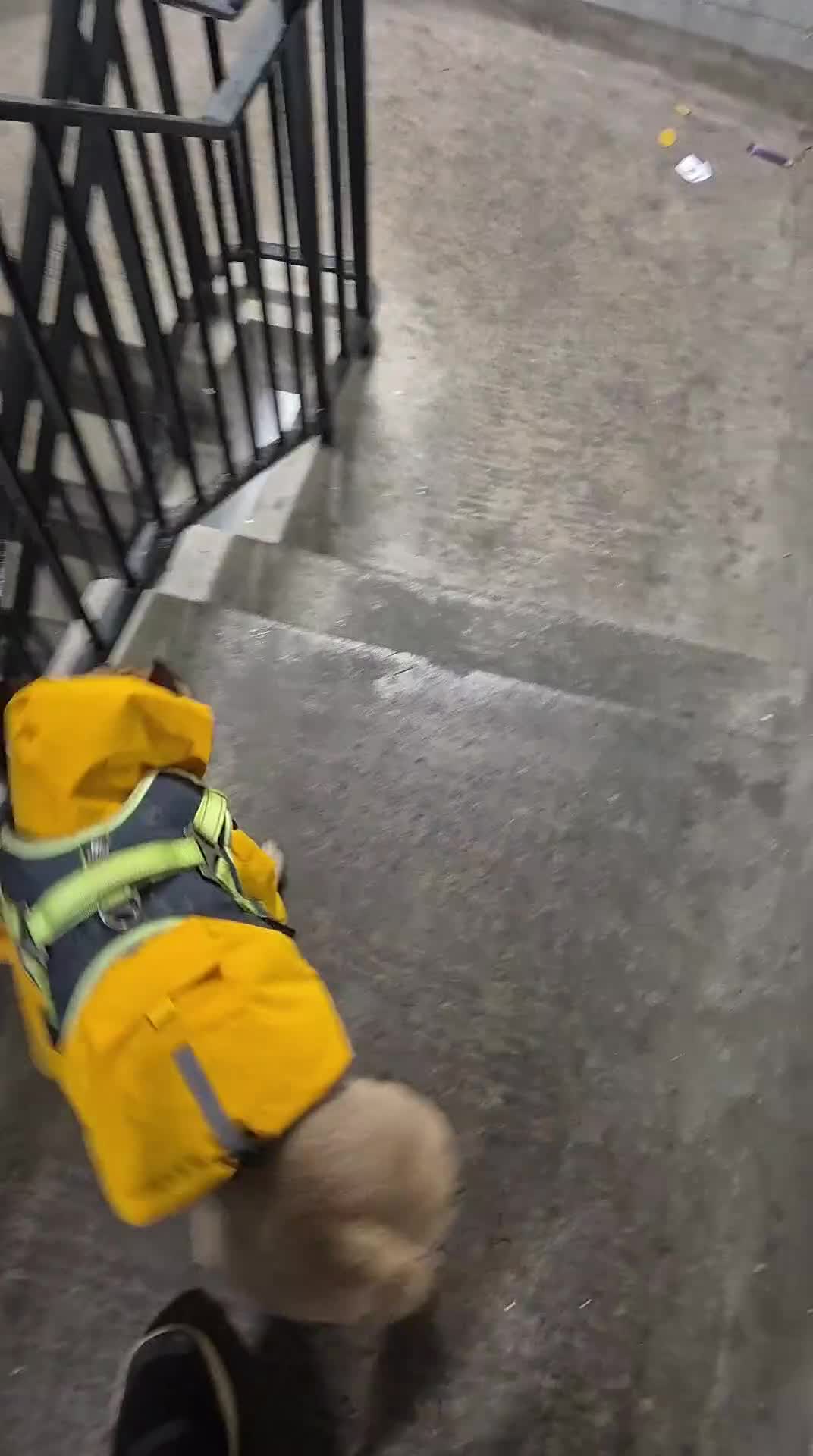 French Bulldog dogs for sale: Otis for sale - Video 2