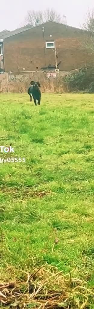 Dobermann dogs for stud: Doberman stud  in Faversham - Video 1