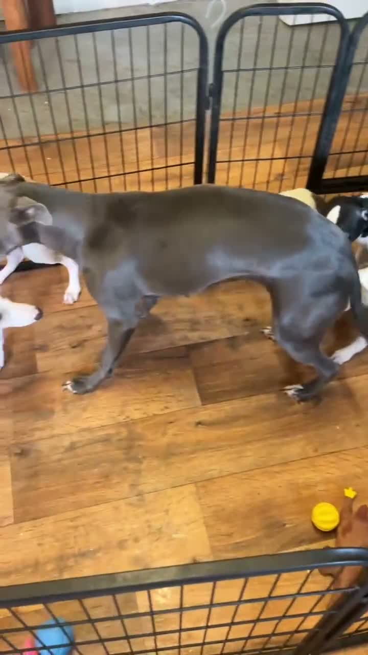 Whippet dogs for sale: Whippet - Video 2