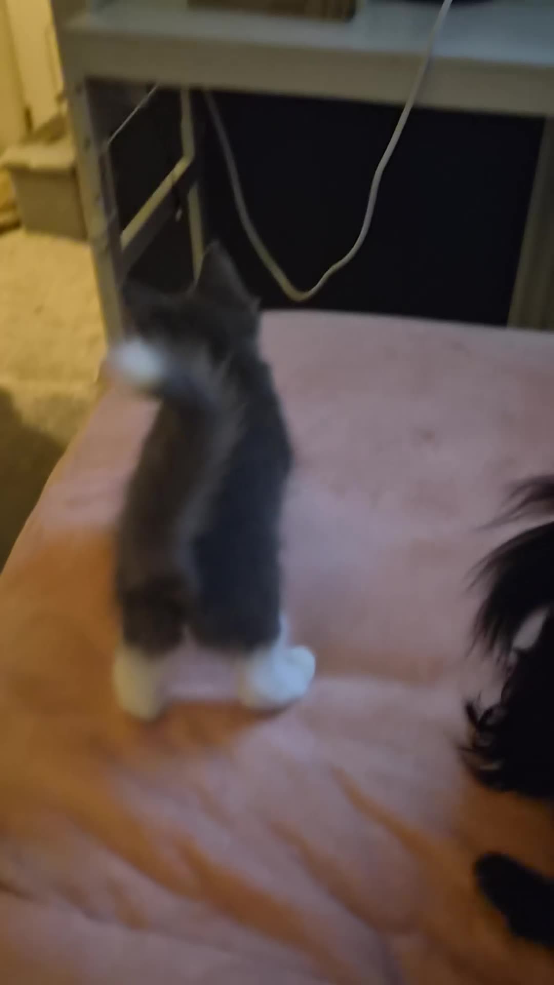Mixed Breed cats for sale: 5 Gorgeous Grey Galoofs  - Video 2