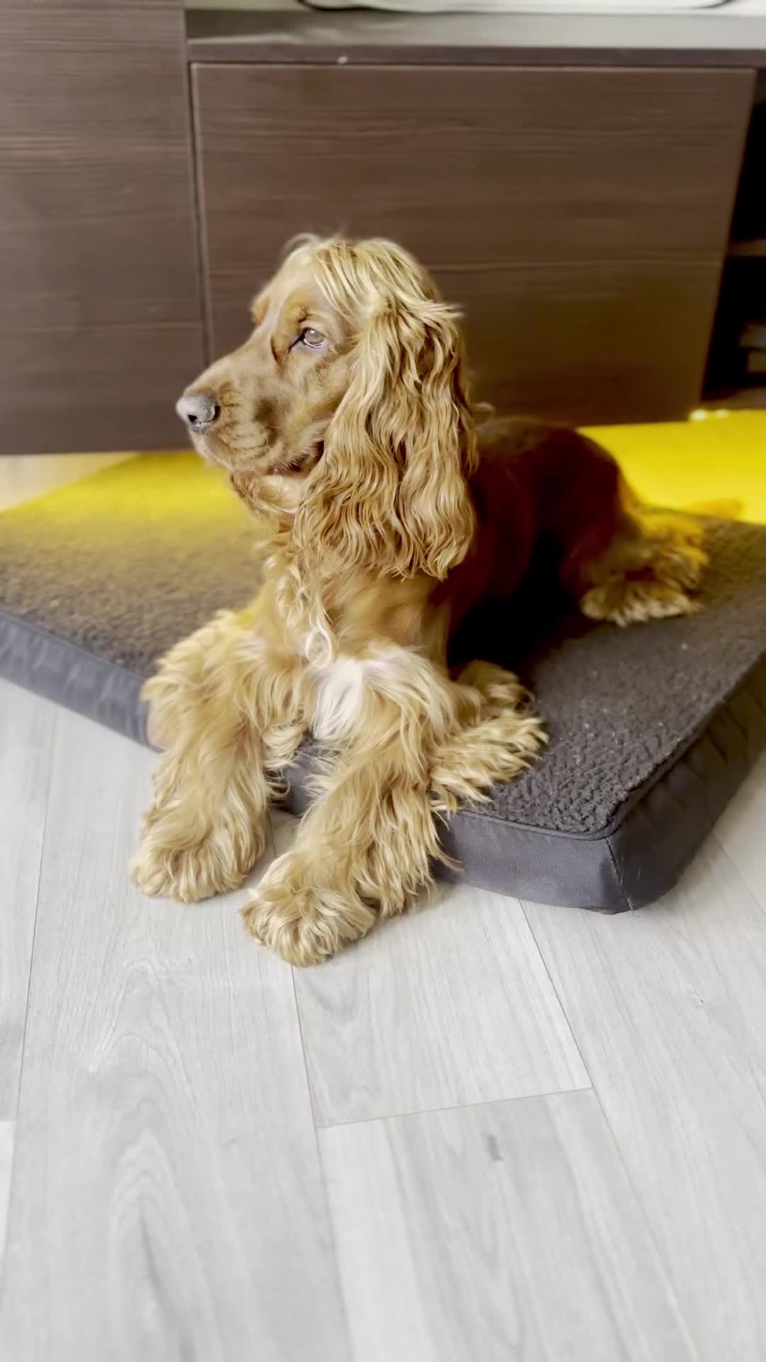 Cocker Spaniel dogs for sale: Active Show Cocker Spaniel Seeking Loving Home - Video 1