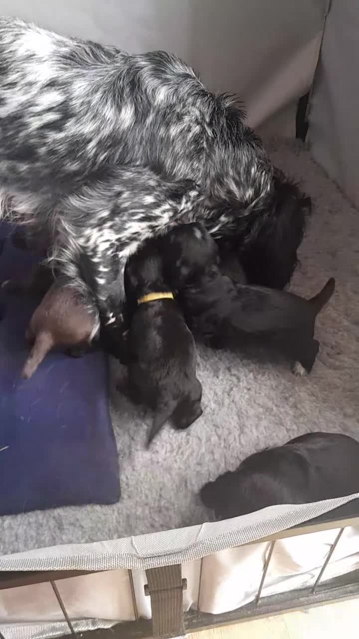 Cocker Spaniel dogs for sale: Working Cocker Spaniel, Whaupley sired. - Video 1