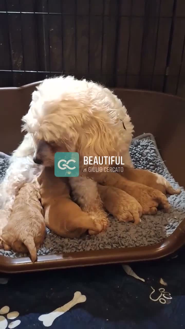 Cavapoochon dogs for sale: Gorgeous Health tested F1 Cavapoochon pups - Video 1