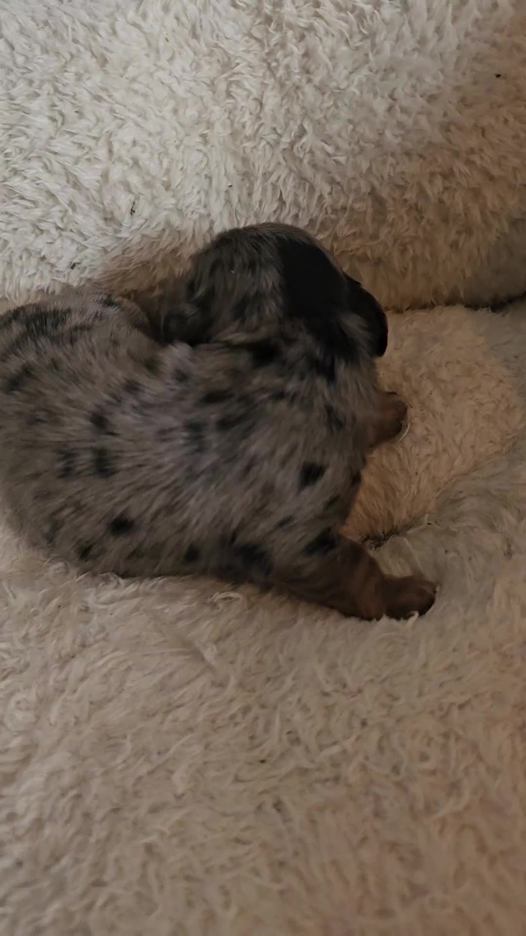 Miniature Dachshund dogs for sale: 3 beautiful longhaired dapple dachshund - Video 2