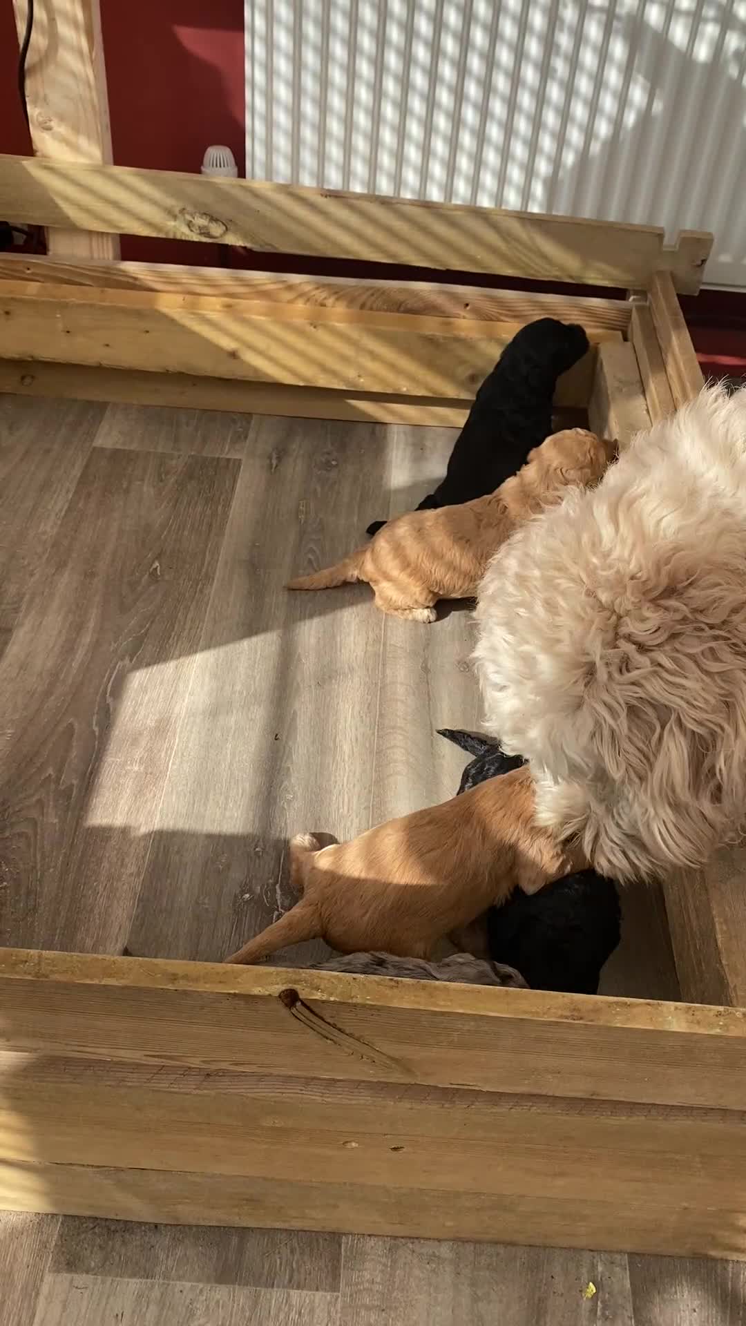 Goldendoodle dogs for sale: Rosa's Rascals Miniature Goldendoodles F2BB's - Video 5