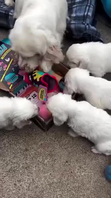 Clumber Spaniel dogs for sale: Clumber Puppies – Beautiful Litters Ready Soon 🐾 in Galston - Video 1
