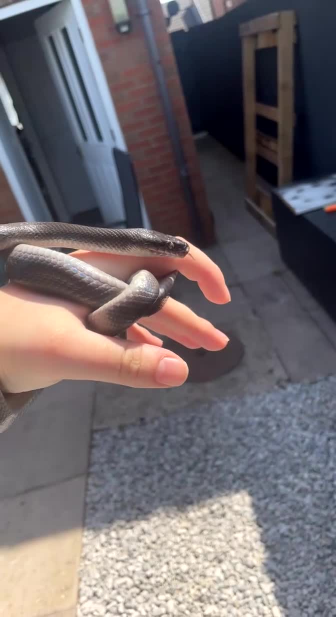 Snake reptiles for sale: Olive House Snake - Video 2