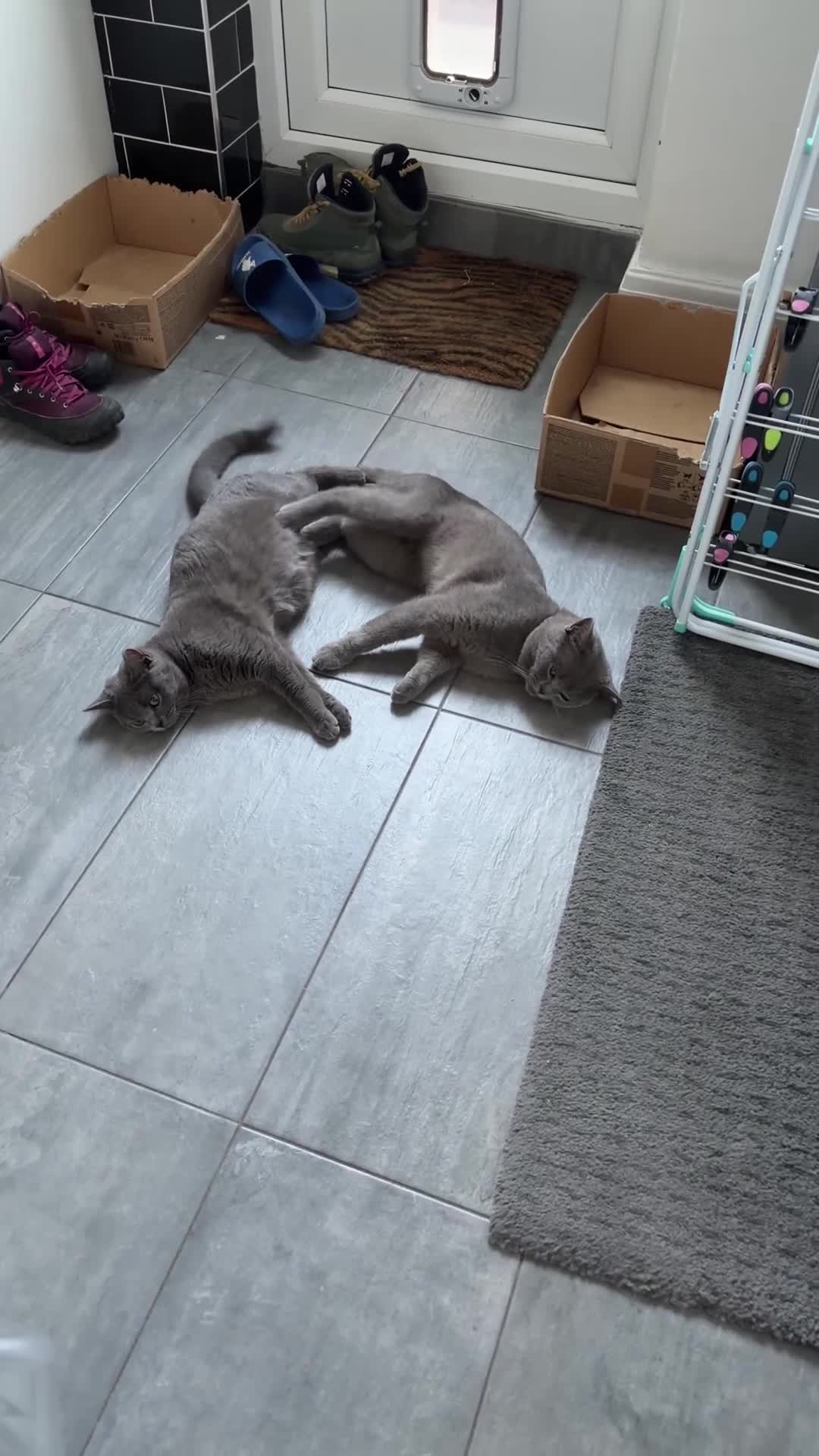 British Shorthair cats for sale: British Shorthair Kittens  in London - Video 1