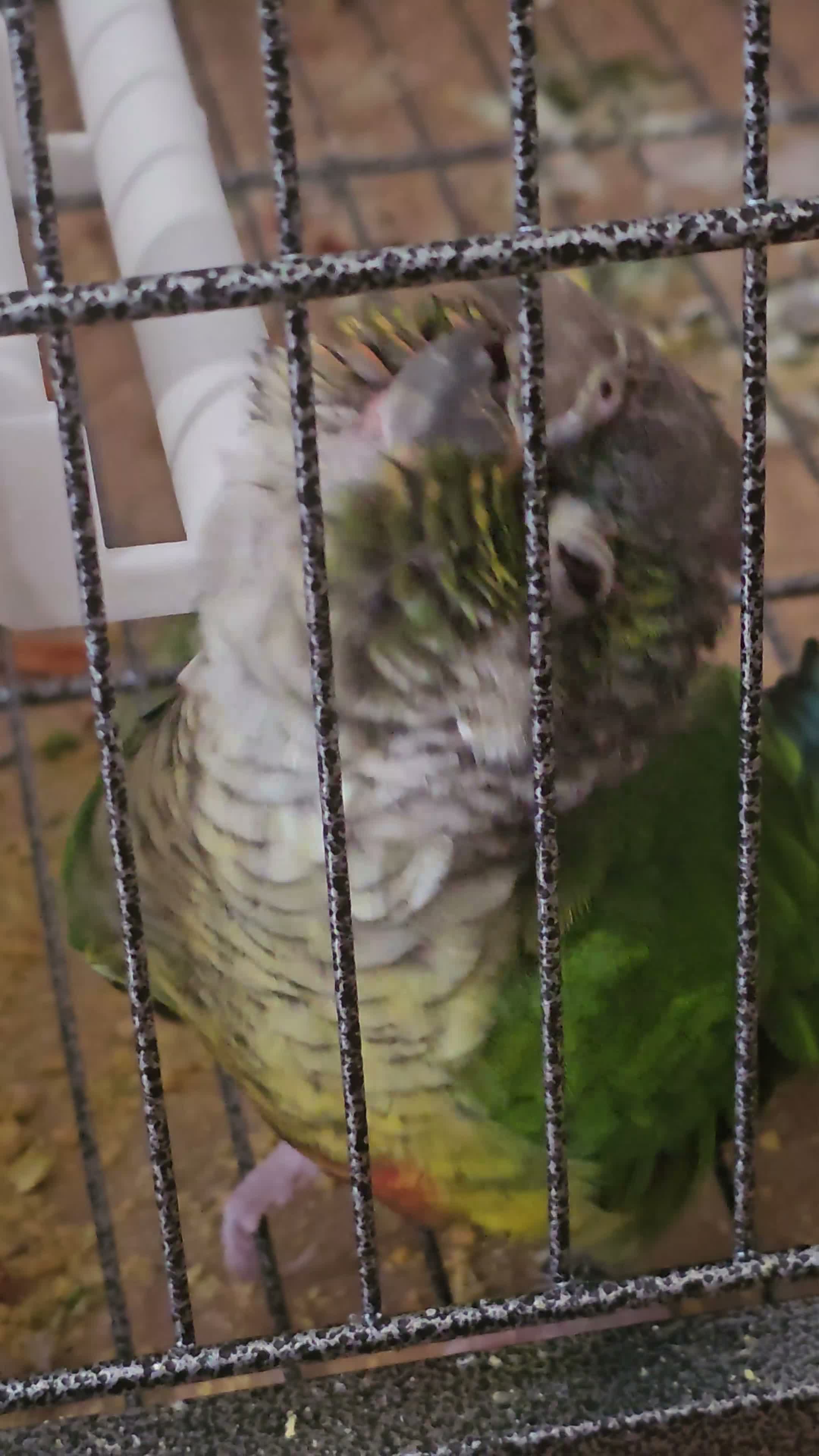 Conures birds for sale: Green cheeked conure for sale with good size cage  - Video 1