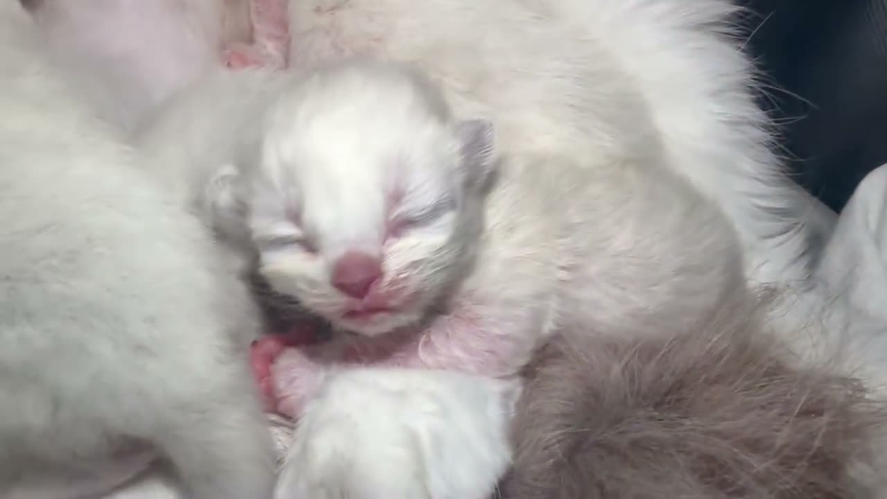 Ragdoll cats for sale: Beautiful pedigree ragdolls  - Video 1