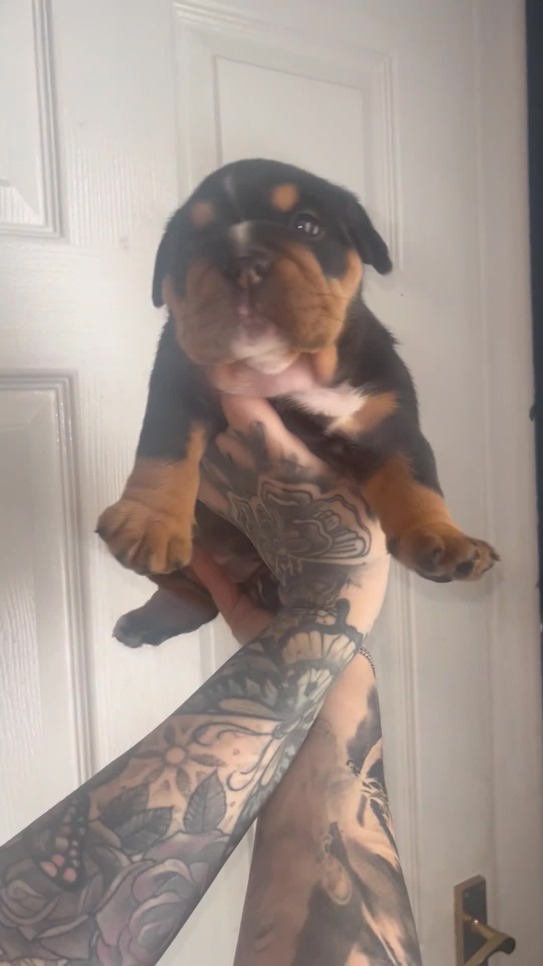 English Bulldog dogs for sale: English bulldogs fluffy carriers - Video 3