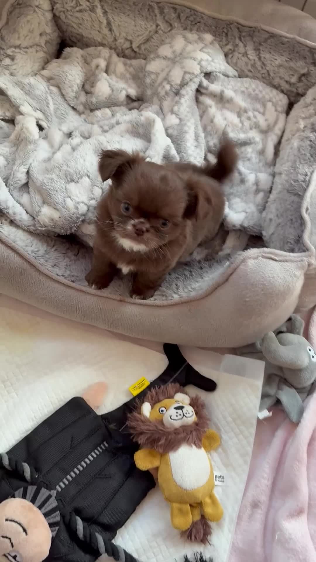 Chihuahua dogs for sale: Russian long hair Chihuahuas - Video 1