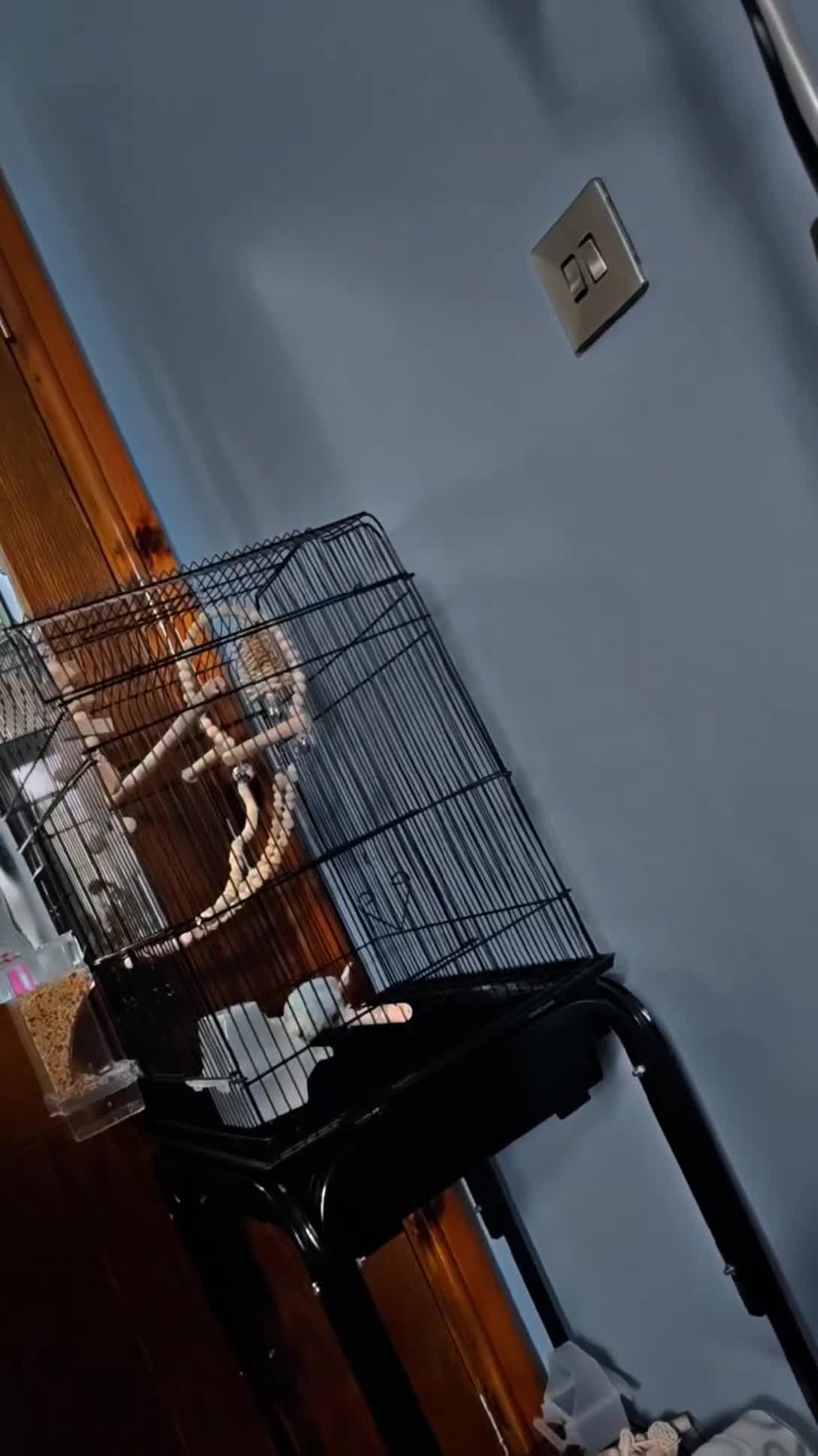 Budgerigars birds for sale: Budgie + Cage set up - Video 3