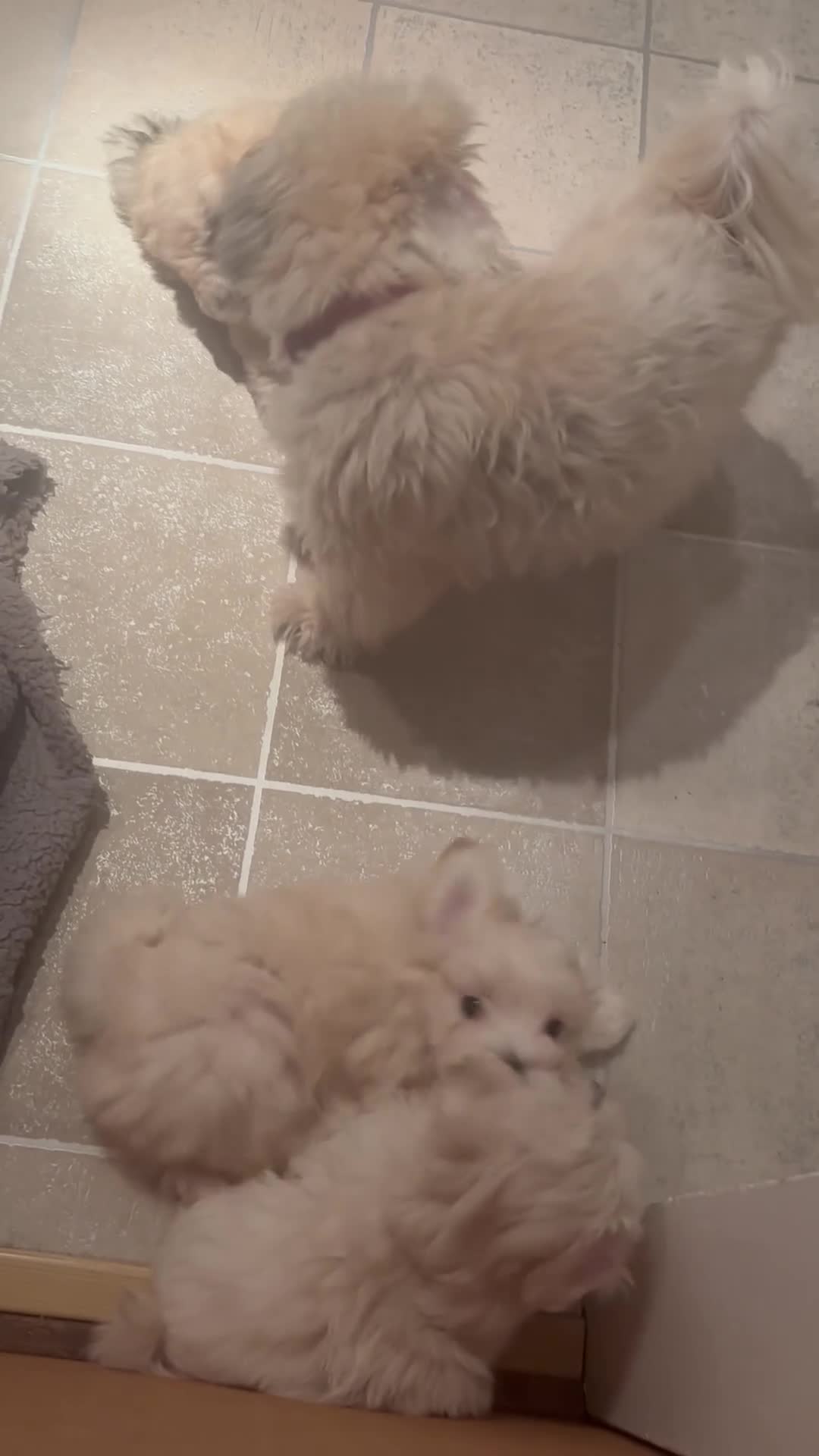 Maltipoo dogs for sale: Maltipoo - Video 1