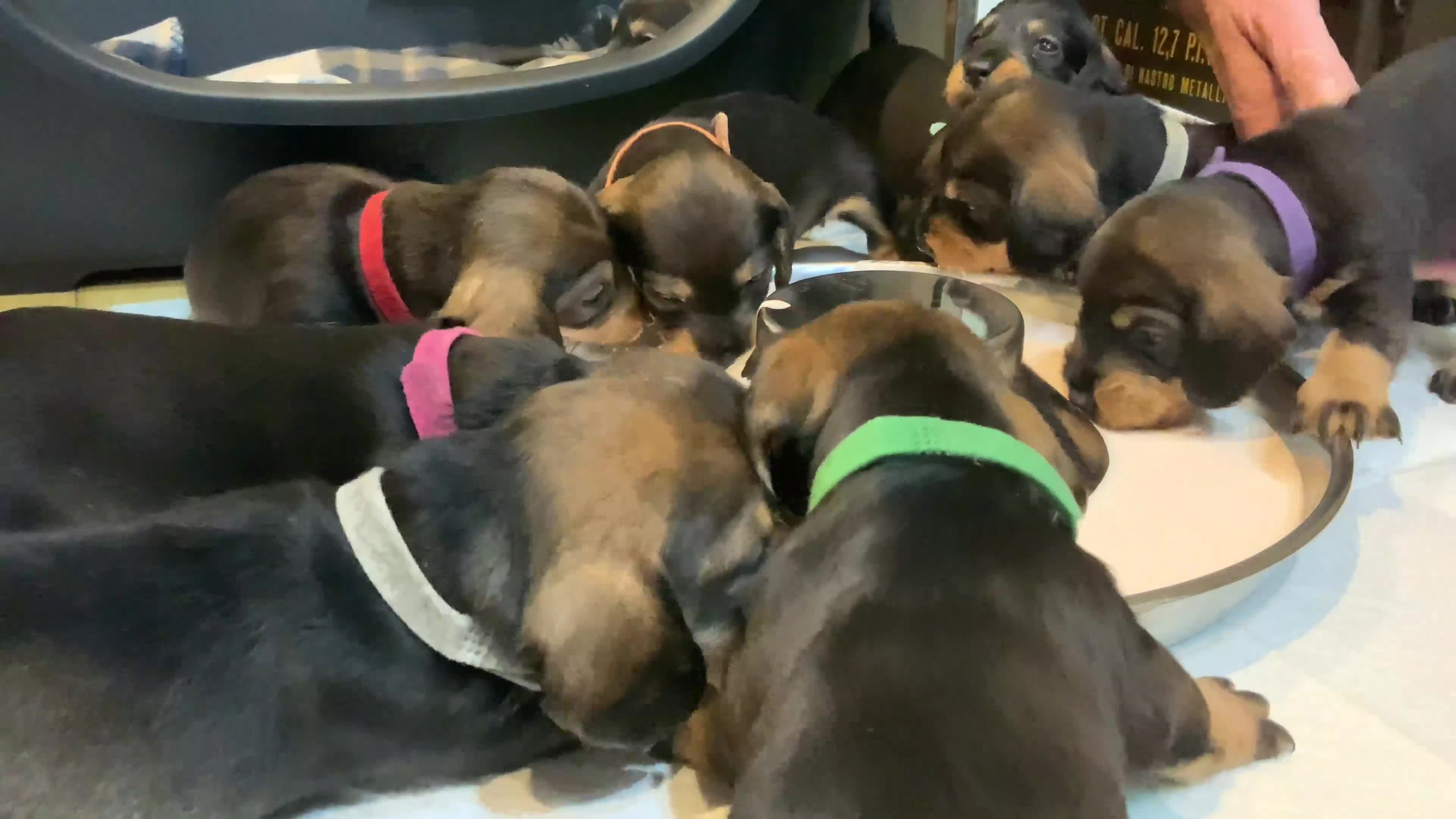 Dachshund dogs for sale: KC reg Standard Wire Haired Dachshunds - Video 1