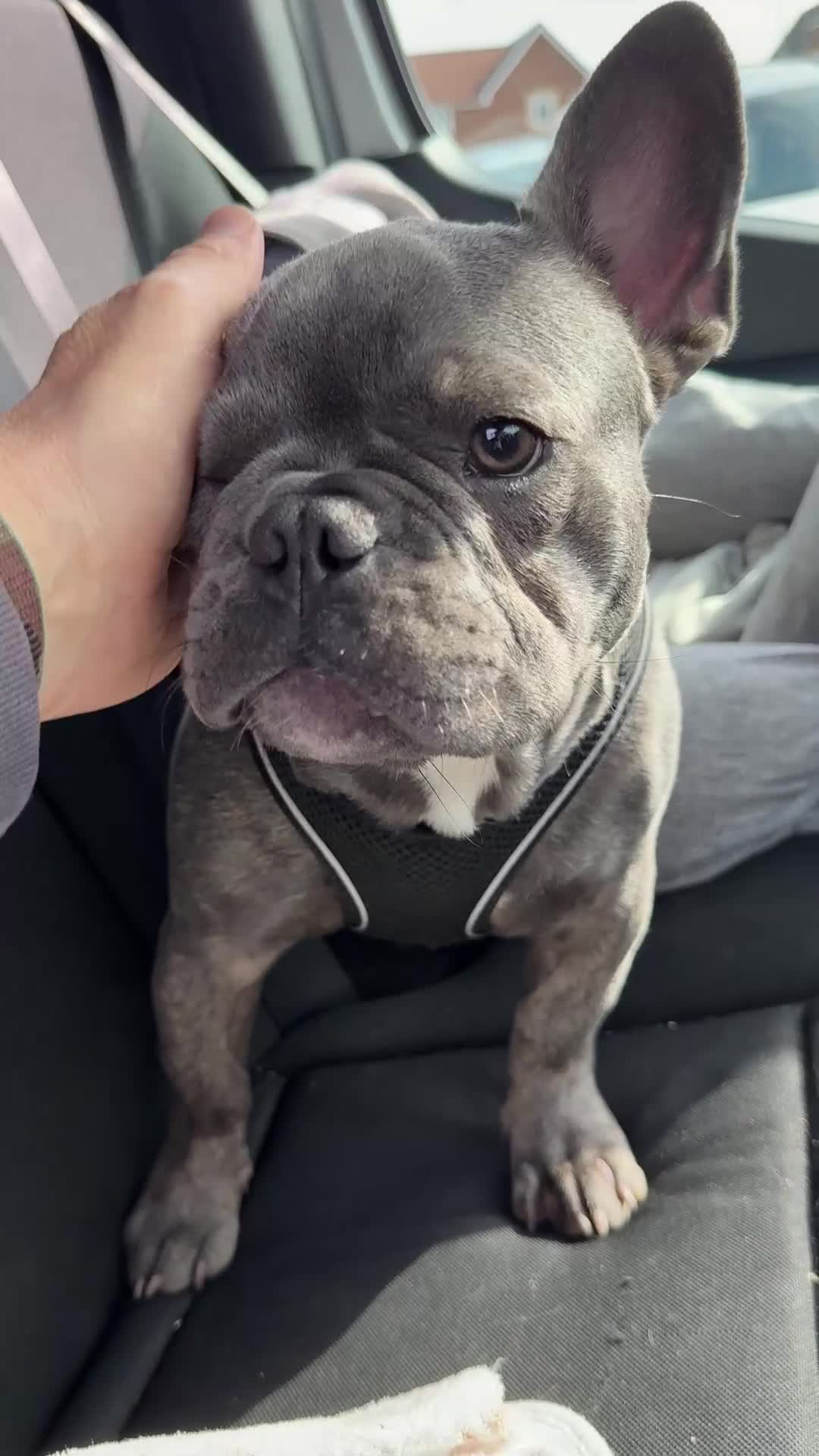 French Bulldog dogs for sale: Reggie the Blue Brindle Frenchie - Video 1