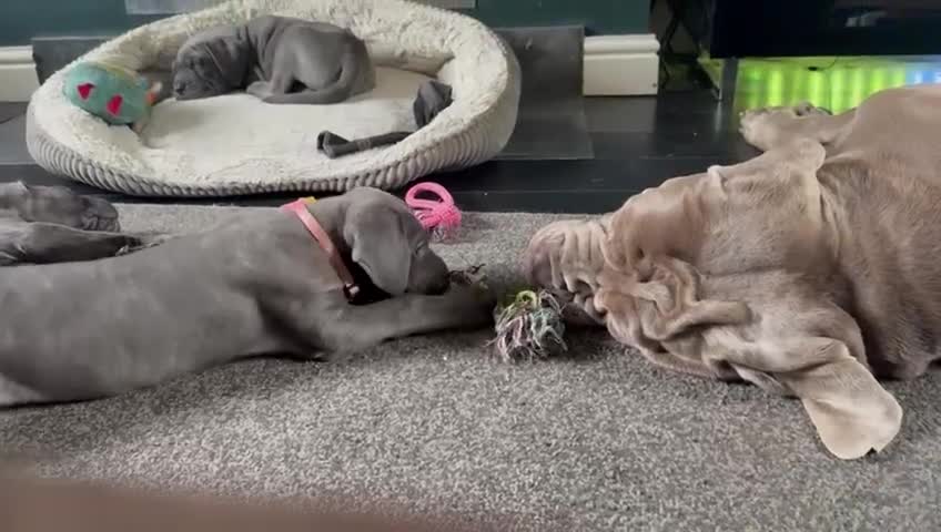 Cane Corso dogs for sale: Cane corso  - Video 1