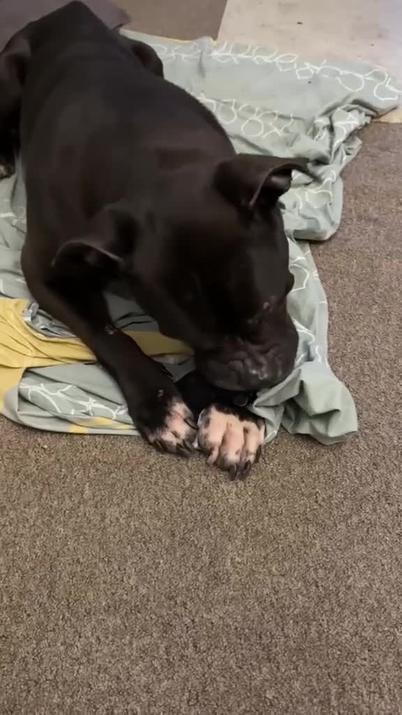 Mixed Breed dogs for sale: Sav Cane Corso | 2.5 Years | Loving, Gentle Boy in London - Video 1
