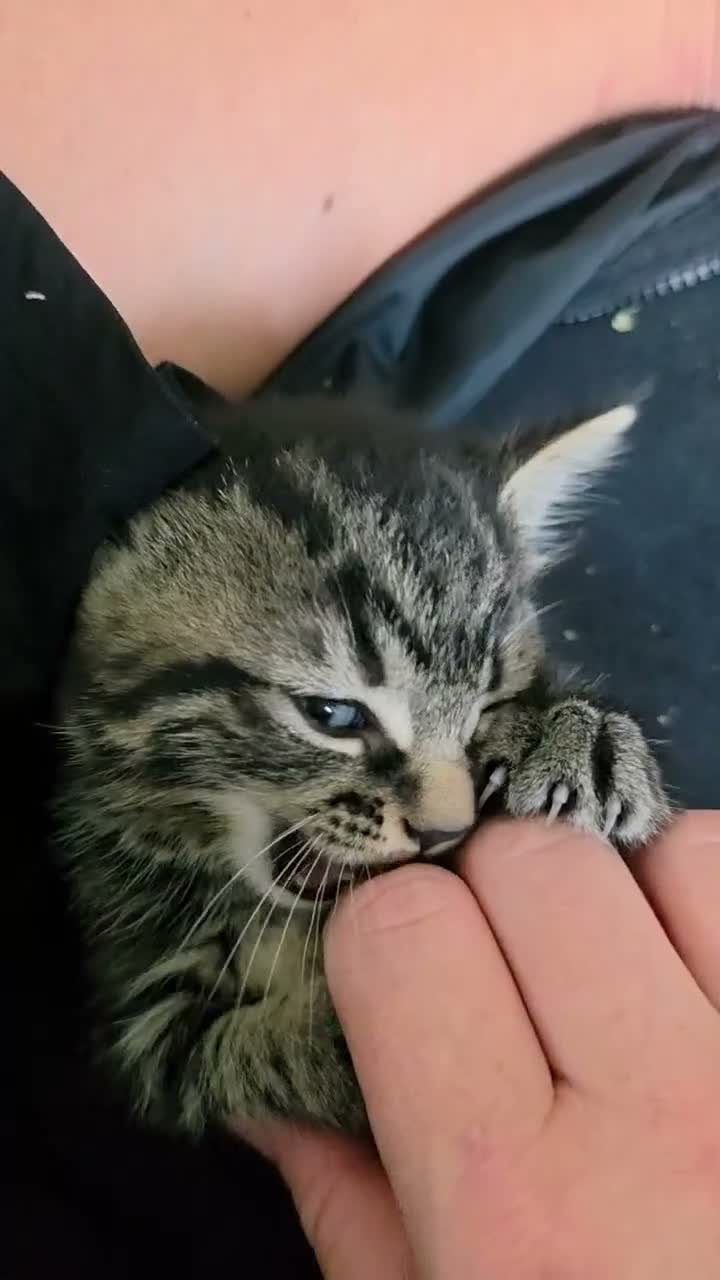 Mixed Breed cats for sale: 3 beautiful babies looking for forever homes - Video 3