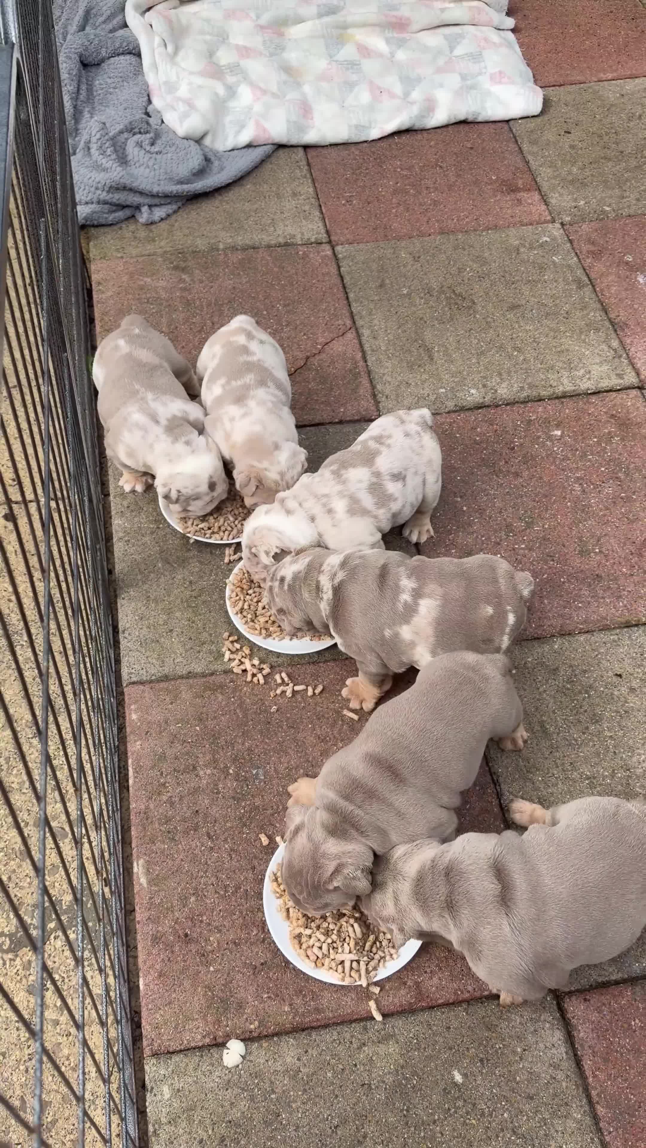 English Bulldog dogs for sale: British bull dog puppy’s  - Video 1
