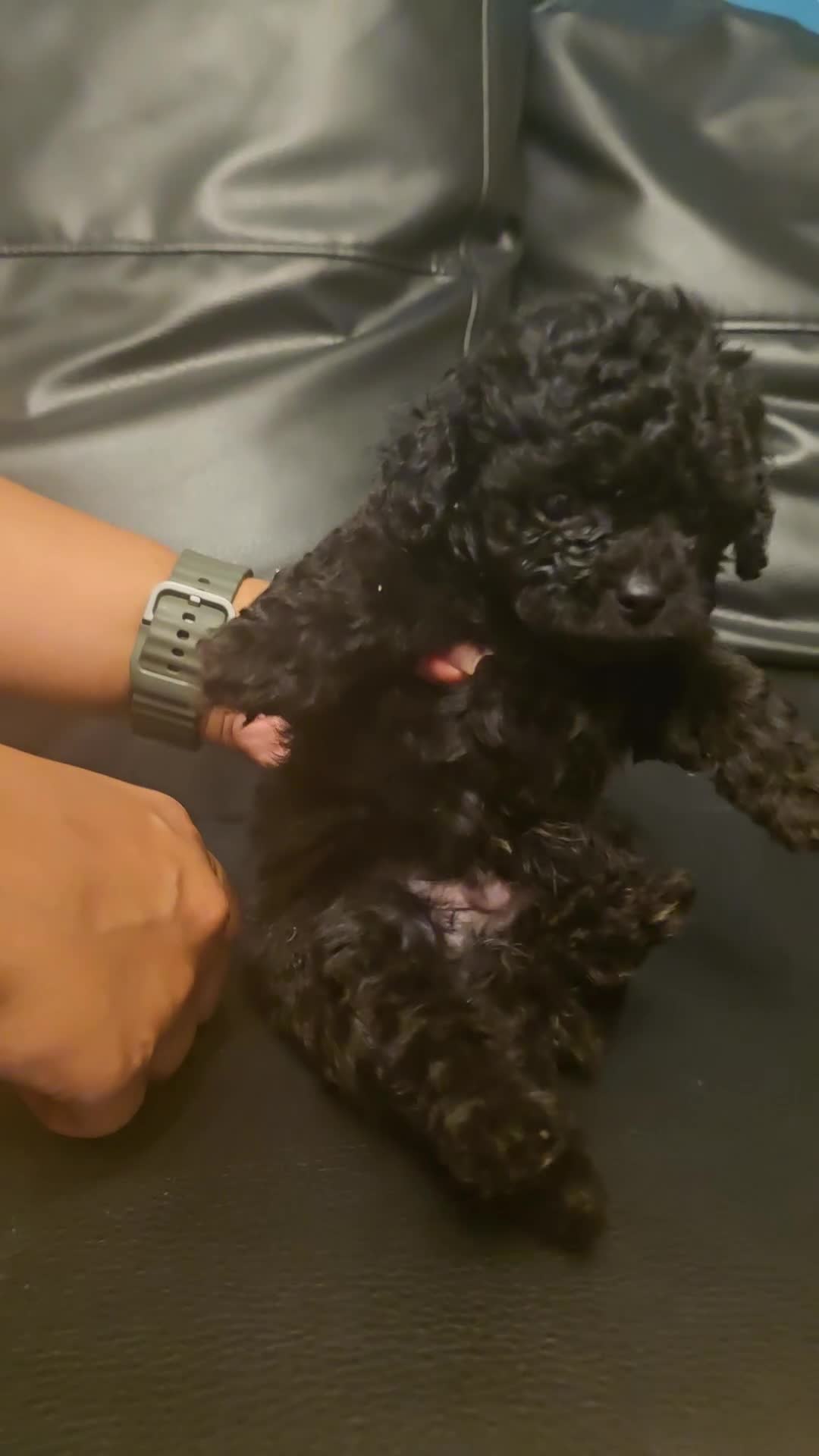 Chipoo dogs for sale: 🐾 Beautiful Chipoo × Micro Asian Poodle Puppies🐾 - Video 4