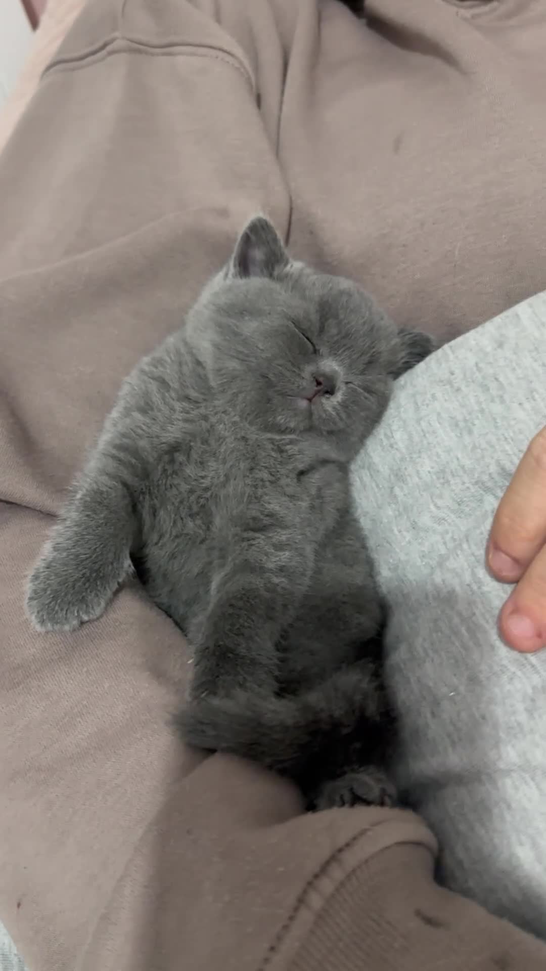 British Shorthair cats for sale: British Shorthair Kittens 1 Male 1 Female in Portsmouth - Video 2