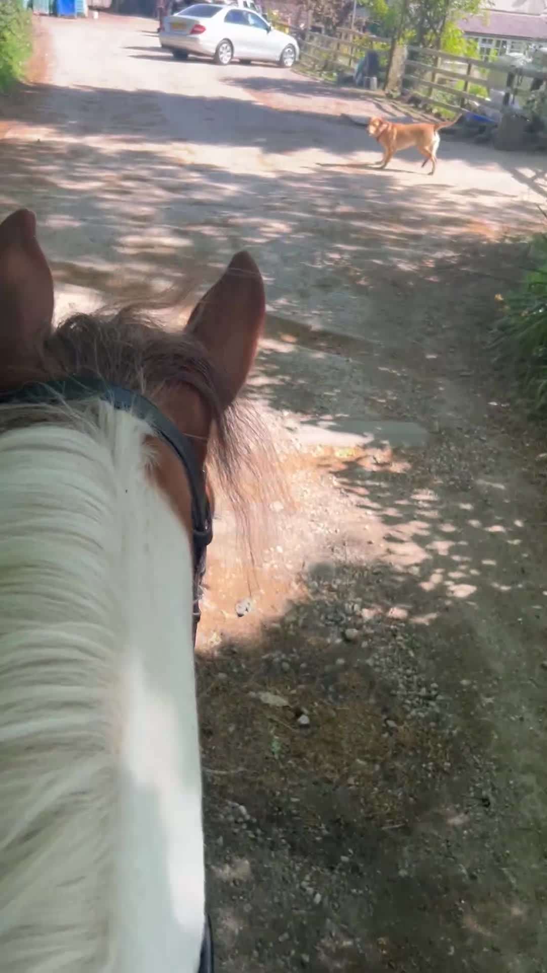 Irish Cob horses for sale: 5 yo skewbald cob 13.3 hh  - Video 2