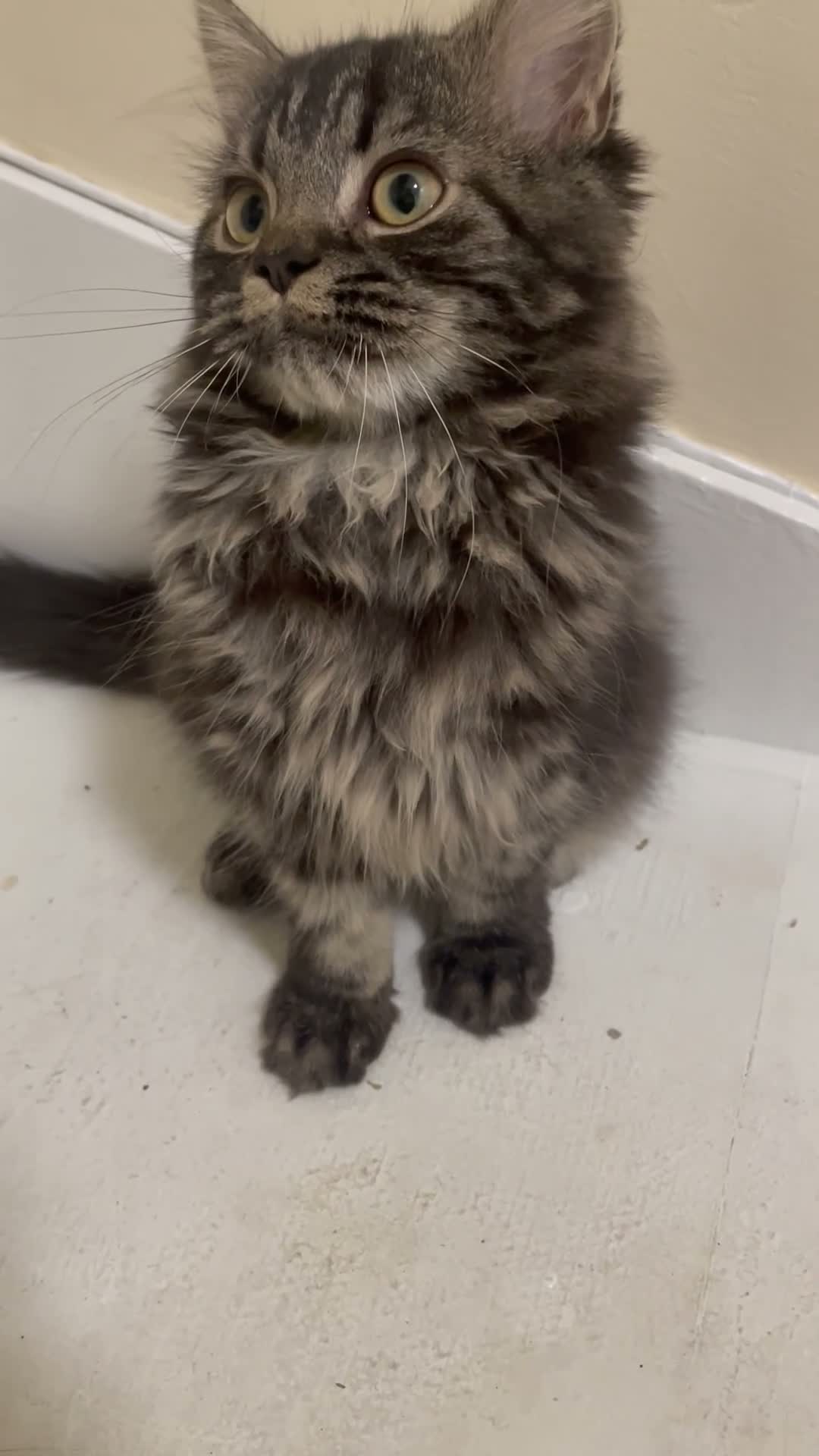 Mixed Breed cats for sale:  Persian kittens for sale  - Video 4