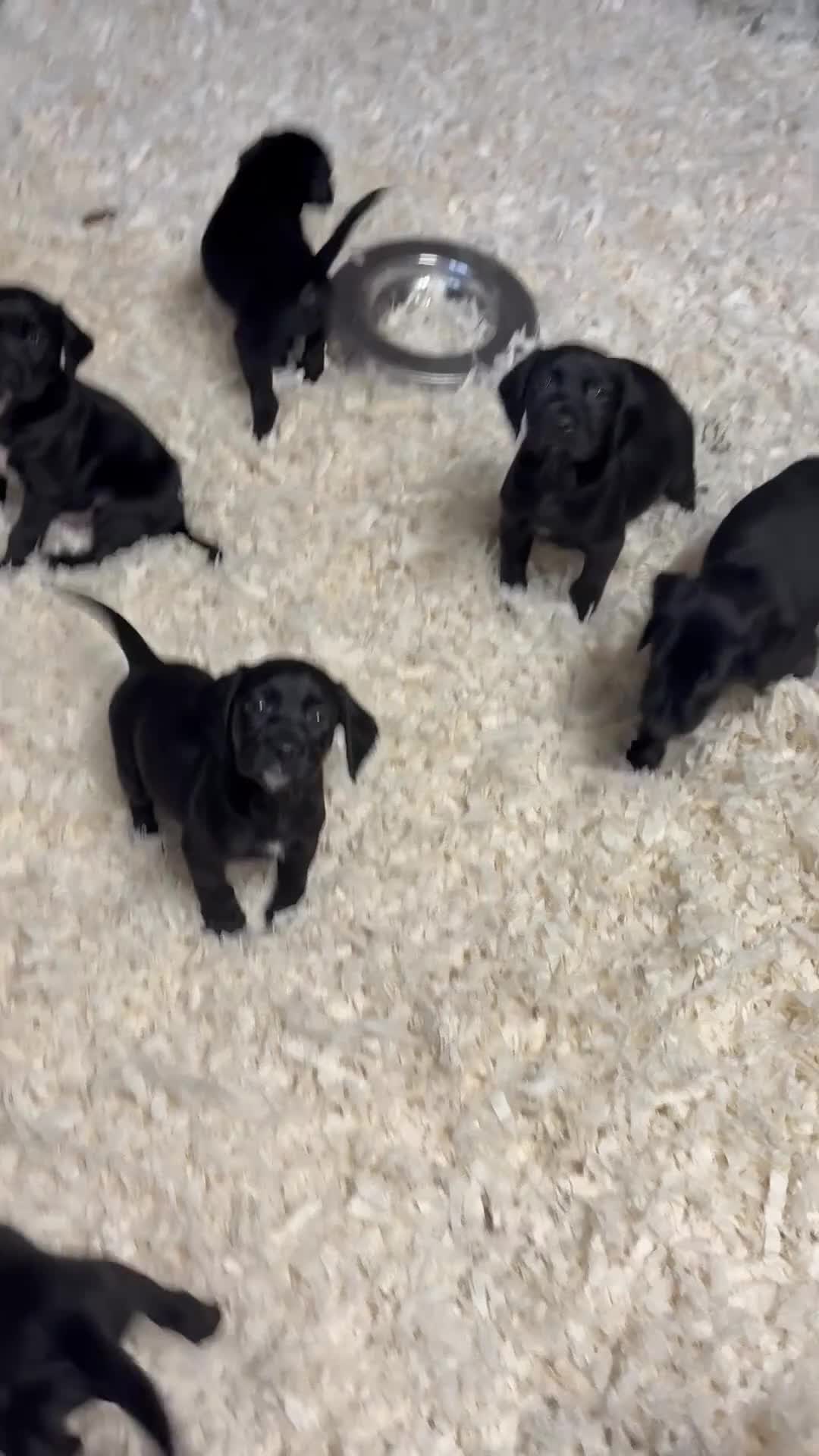 Springador dogs for sale: Springerdor Puppies  - Video 1