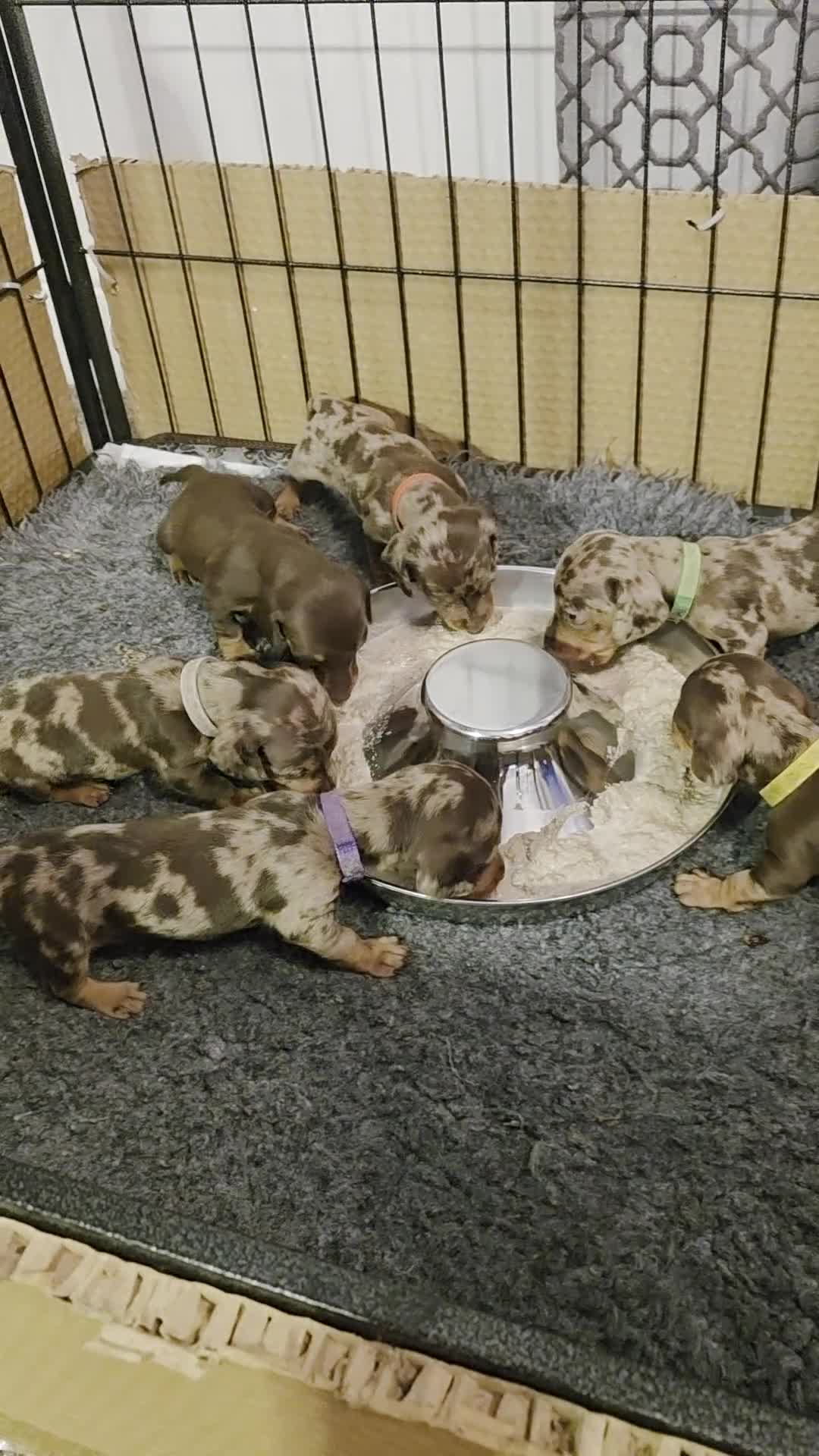 Miniature Dachshund dogs for sale: 6 stunning KC registered Pups  - Video 1