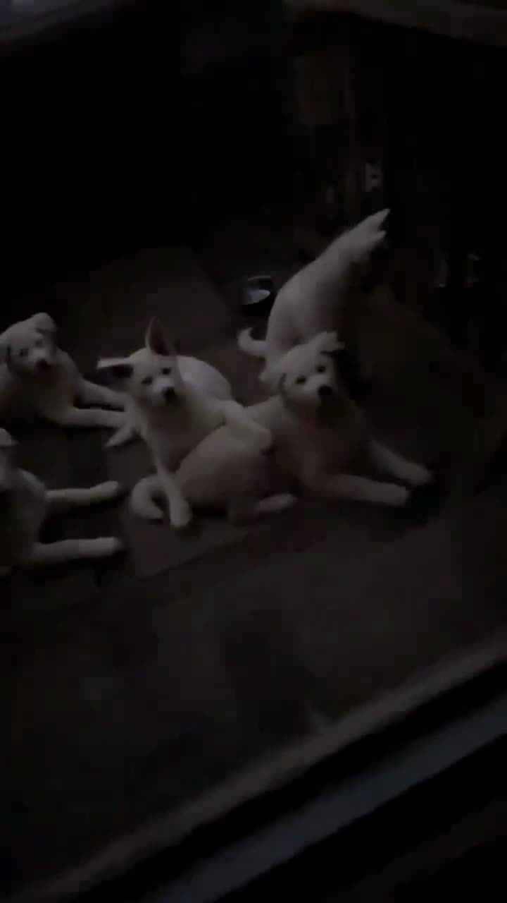 Japanese Akita Inu dogs for sale: Japanese Akita Inu LAST ONE - Video 1