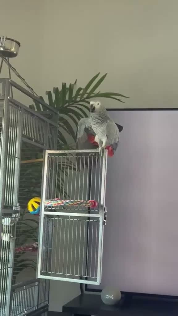 Parrots birds for sale: African Grey Congo & Amazons blue -for Sale - Video 1