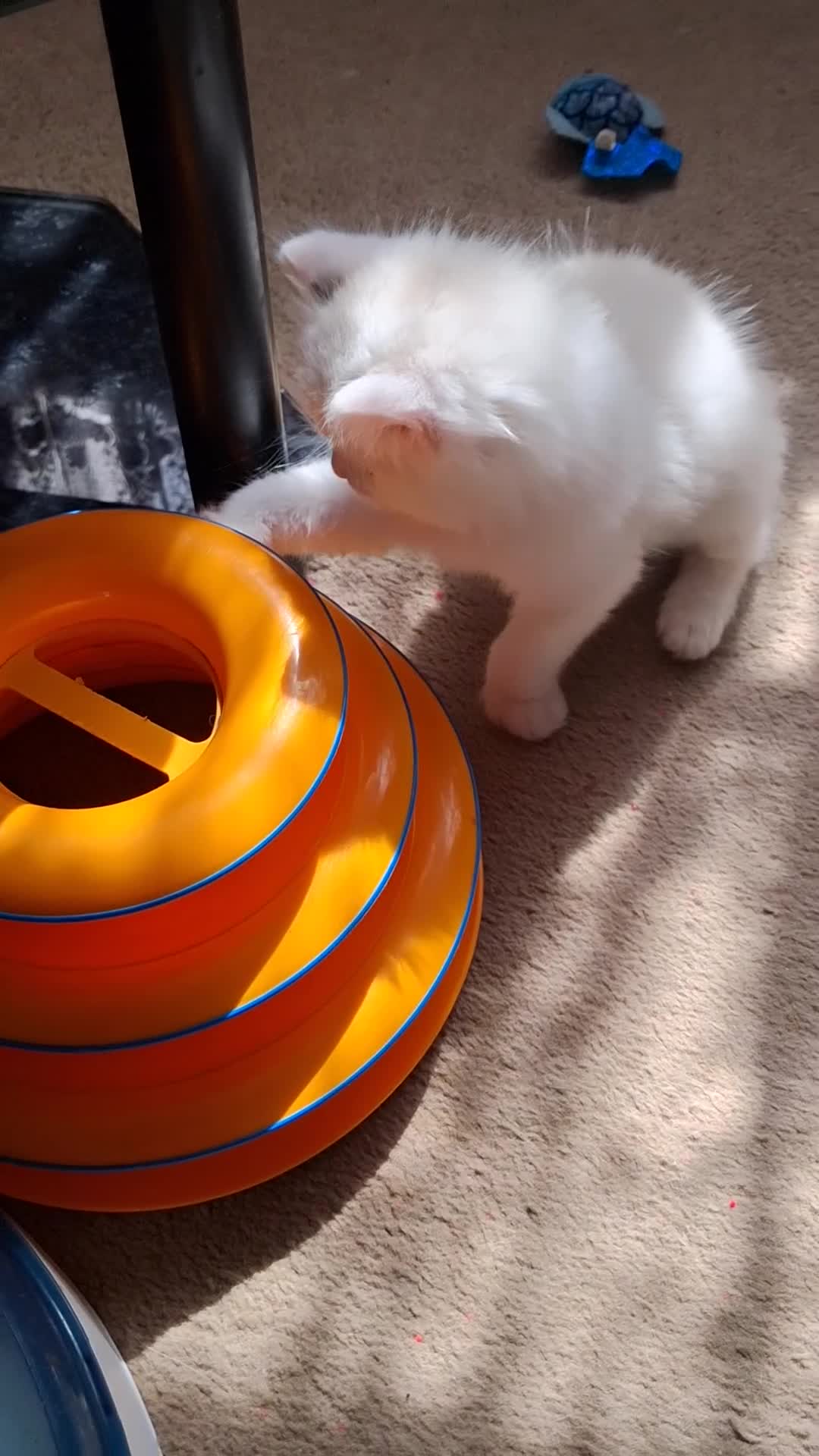 Ragdoll cats for sale: CUTE BLUE, LILAC BICOLOUR RAGDOLL KITTENS  - Video 2