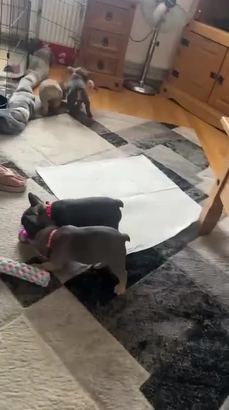 French Bulldog dogs for sale: Meet Our Gorgeous Frenchie Babies! - Video 1