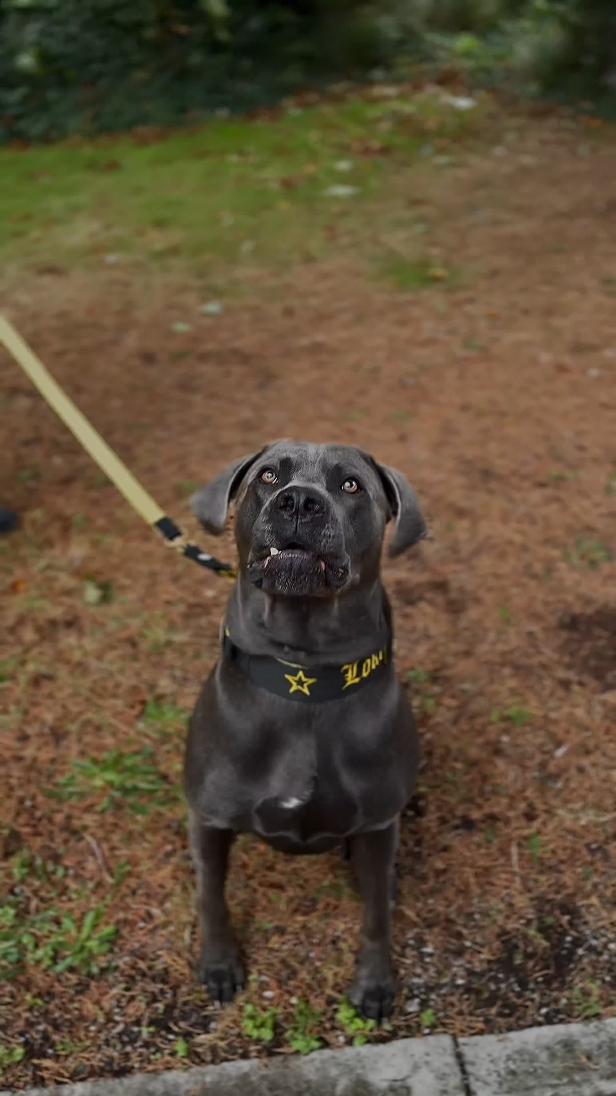 Cane Corso dogs for stud: ⭐️LOKI⭐️ - Video 1