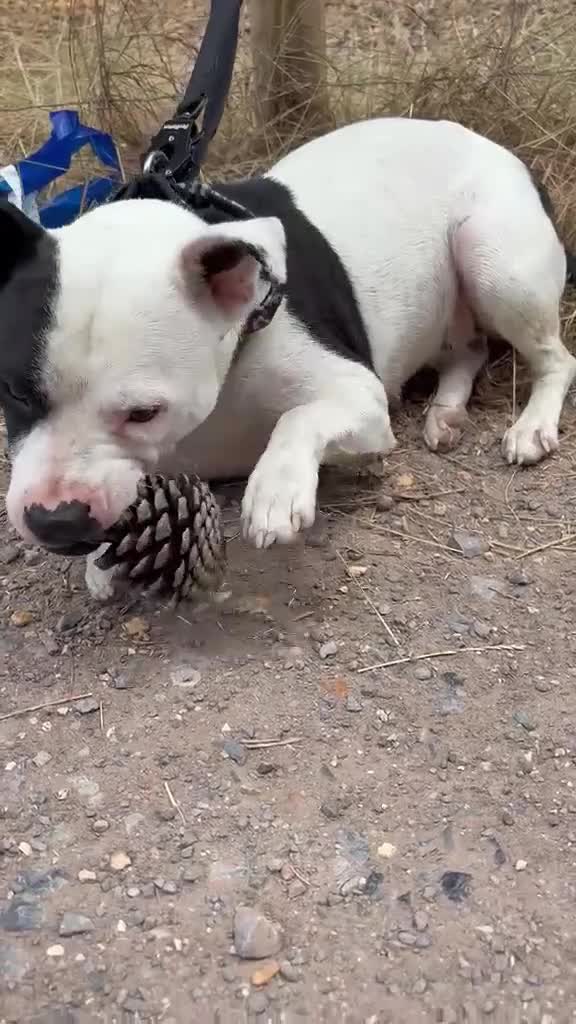 Mixed Breed dogs for sale: Finding a new home for our gorgeous Ruby. in Southampton - Video 3